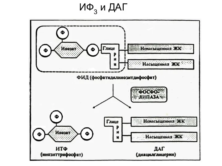 ИФ3 и ДАГ