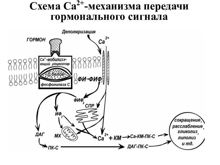 Схема Са2+-механизма передачи гормонального сигнала