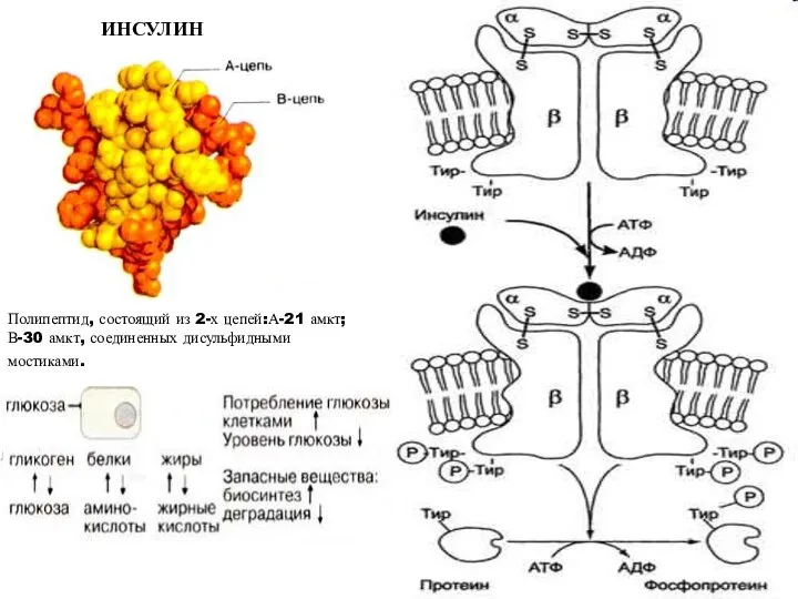 ИНСУЛИН Полипептид, состоящий из 2-х цепей:А-21 амкт; В-30 амкт, соединенных дисульфидными мостиками.