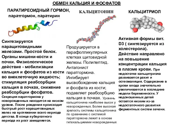 ОБМЕН КАЛЬЦИЯ И ФОСФАТОВ ПАРАТИРЕОИДНЫЙ ГОРМОН, паратгормон, паратирин Синтезируется паращитовидными железами.