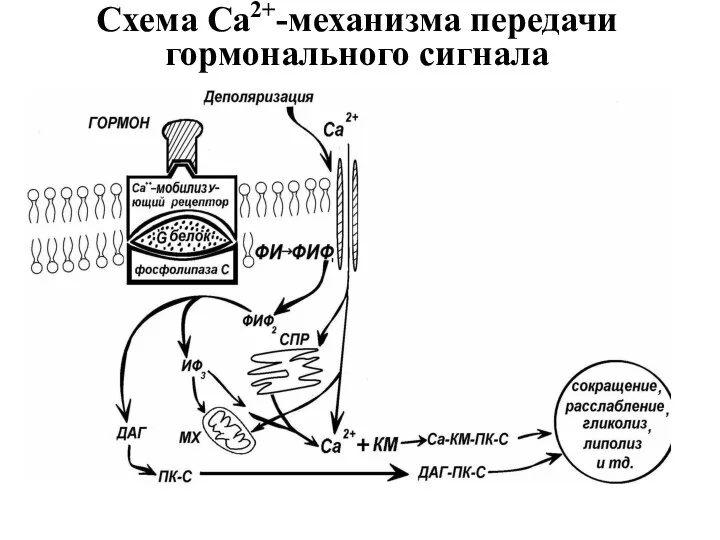 Схема Са2+-механизма передачи гормонального сигнала