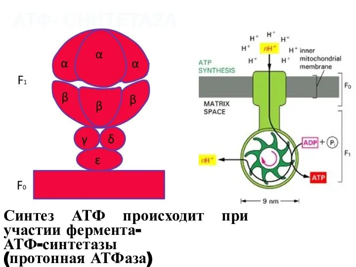 Синтез АТФ происходит при участии фермента- АТФ-синтетазы (протонная АТФаза) АТФ- СИНТЕТАЗА