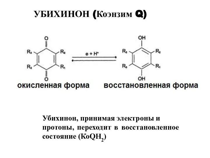 Убихинон, принимая электроны и протоны, переходит в восстановленное состояние (КоQН2) УБИХИНОН (Коэнзим Q)