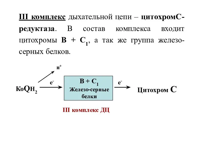 III комплекс дыхательной цепи – цитохромС-редуктаза. В состав комплекса входит цитохромы