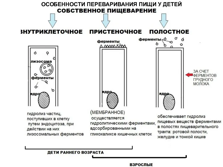 ОСОБЕННОСТИ ПЕРЕВАРИВАНИЯ ПИЩИ У ДЕТЕЙ