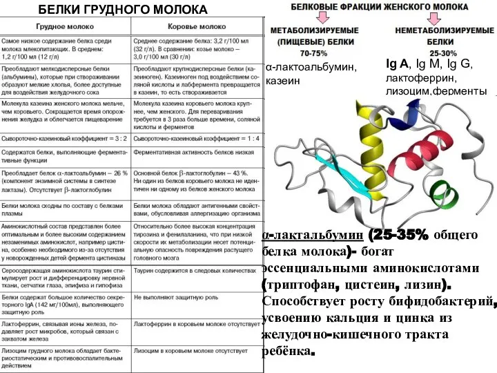 БЕЛКИ ГРУДНОГО МОЛОКА Ig A, Ig M, Ig G, лактоферрин, лизоцим,ферменты