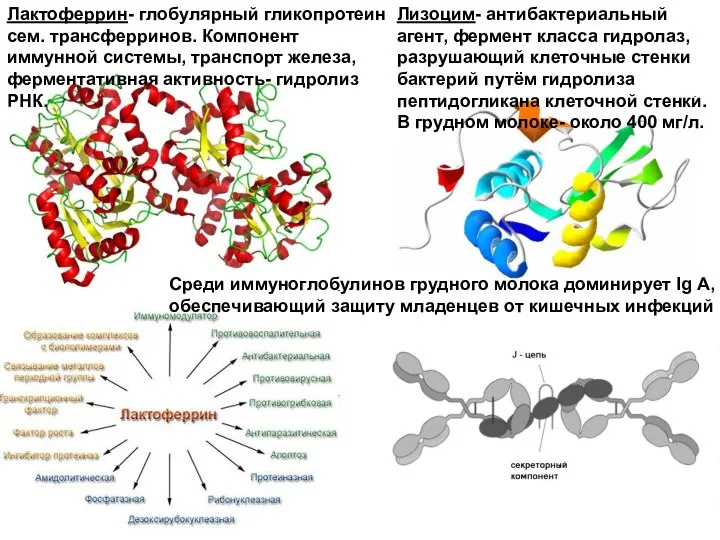 Лактоферрин- глобулярный гликопротеин сем. трансферринов. Компонент иммунной системы, транспорт железа, ферментативная