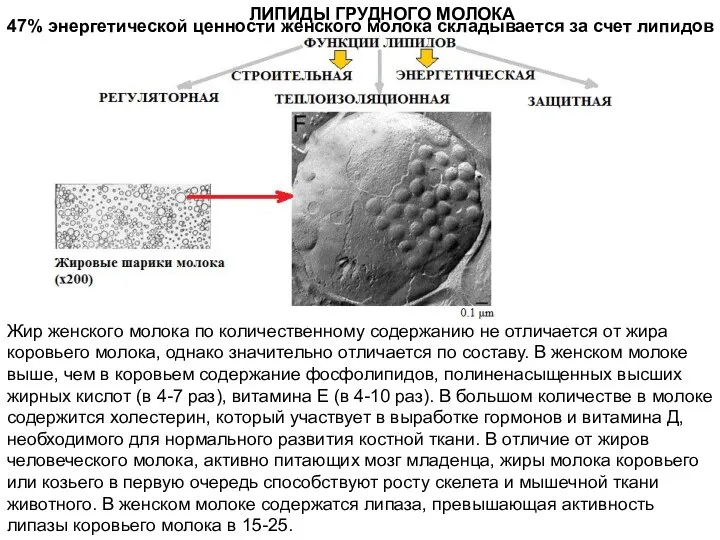 ЛИПИДЫ ГРУДНОГО МОЛОКА Жир женского молока по количественному содержанию не отличается