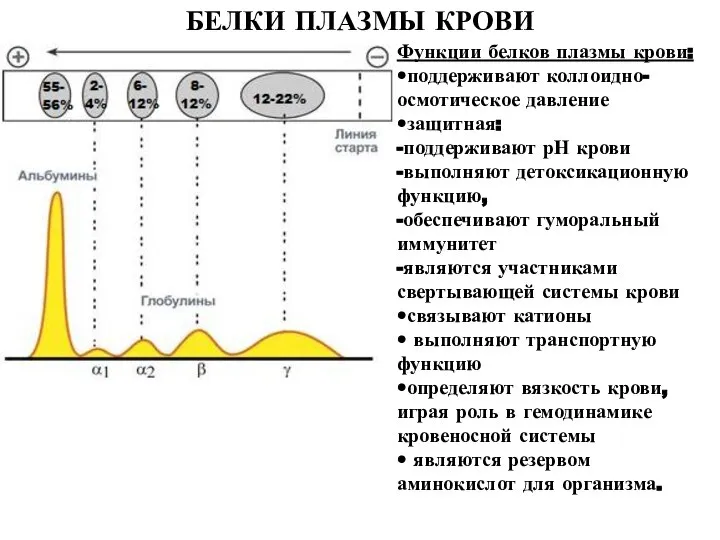 БЕЛКИ ПЛАЗМЫ КРОВИ Функции белков плазмы крови: •поддерживают коллоидно-осмотическое давление •защитная: