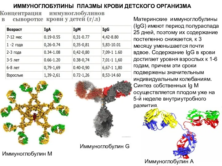 Материнские иммуноглобулины (IgG) имеют период полураспада 25 дней, поэтому их содержание