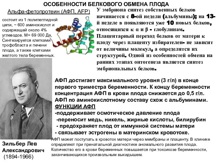 У эмбриона синтез собственных белков начинается с 8-ой недели (альбумины); на