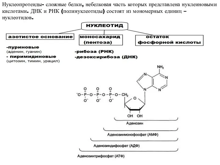 Нуклеопротеиды- сложные белки, небелковая часть которых представлена нуклеиновыми кислотами. ДНК и