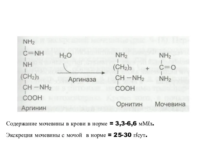 Содержание мочевины в крови в норме = 3,3-6,6 мМ/л. Экскреция мочевины