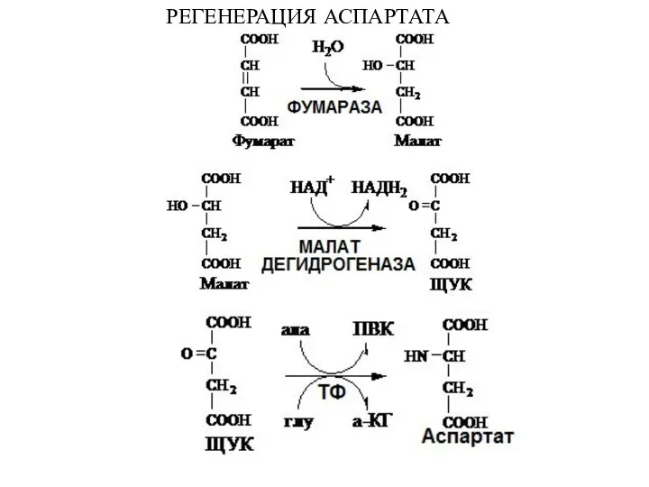 РЕГЕНЕРАЦИЯ АСПАРТАТА