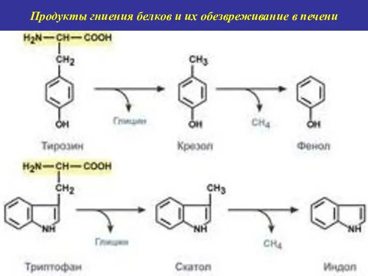 Продукты гниения белков и их обезвреживание в печени