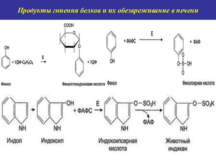 Продукты гниения белков и их обезвреживание в печени