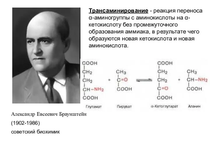 Александр Евсеевич Браунштейн (1902-1986) советский биохимик Трансаминирование - реакция переноса α-аминогруппы