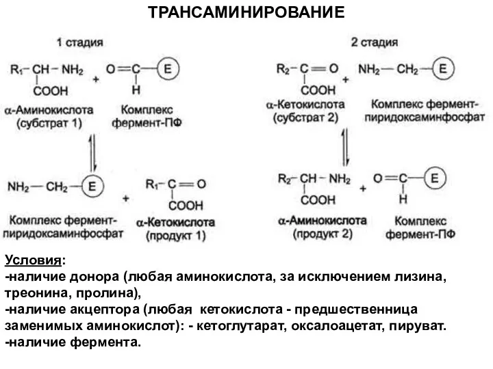 Условия: -наличие донора (любая аминокислота, за исключением лизина, треонина, пролина), -наличие