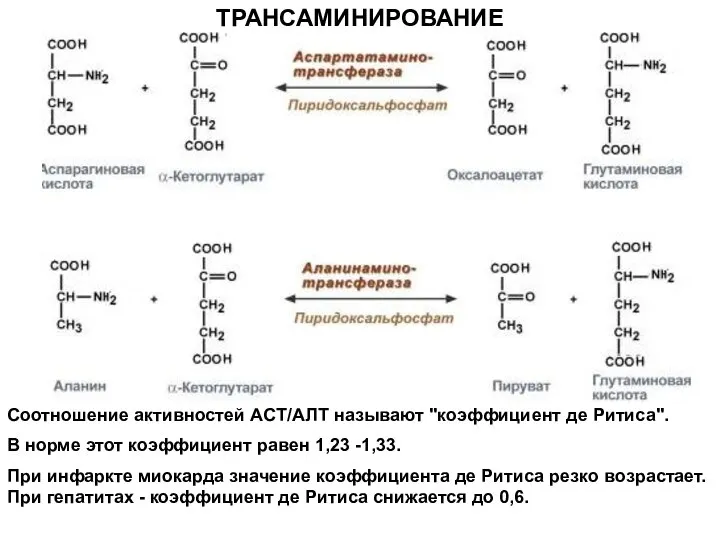 ТРАНСАМИНИРОВАНИЕ Соотношение активностей ACT/АЛТ называют "коэффициент де Ритиса". В норме этот