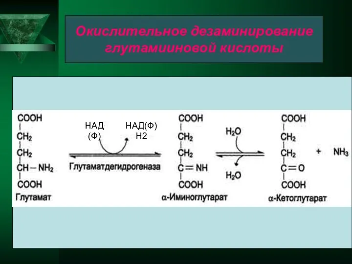 2 Окислительное дезаминирование глутамииновой кислоты НАД(Ф) НАД(Ф)Н2