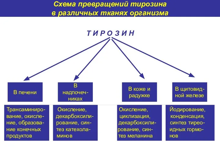 Т И Р О З И Н В печени В надпочеч-