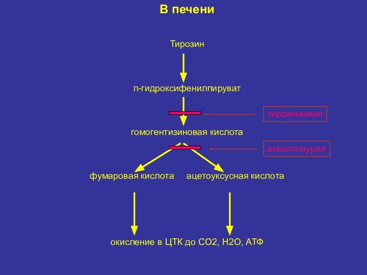 В печени Тирозин п-гидроксифенилпируват гомогентизиновая кислота фумаровая кислота ацетоуксусная кислота окисление