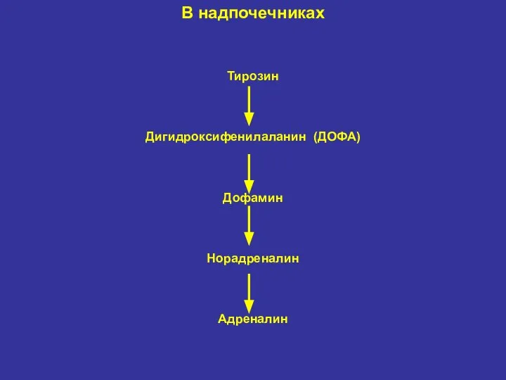 В надпочечниках Тирозин Дигидроксифенилаланин (ДОФА) Дофамин Норадреналин Адреналин