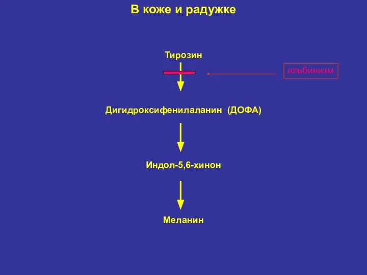 В коже и радужке Тирозин Дигидроксифенилаланин (ДОФА) Индол-5,6-хинон Меланин альбинизм