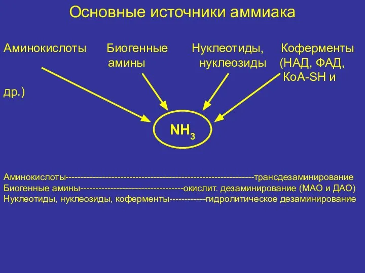 Основные источники аммиака Аминокислоты Биогенные Нуклеотиды, Коферменты амины нуклеозиды (НАД, ФАД,