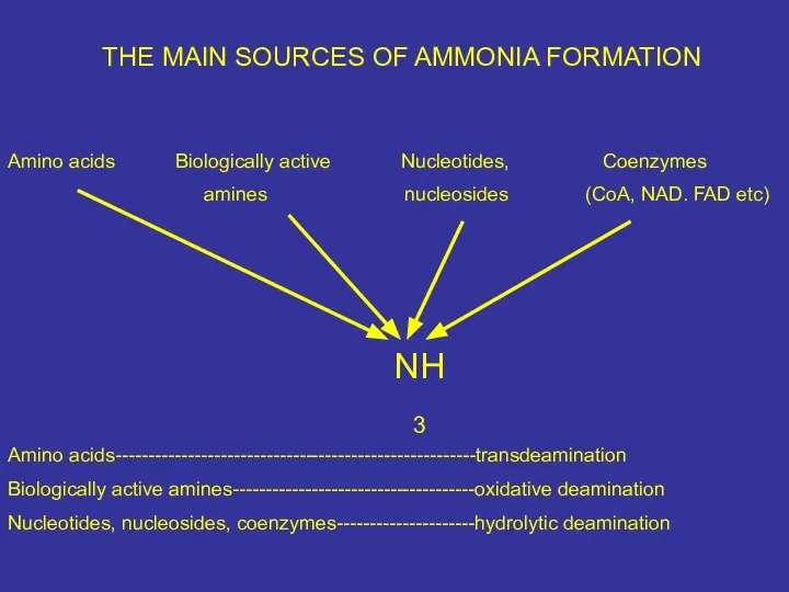 THE MAIN SOURCES OF AMMONIA FORMATION Amino acids Biologically active Nucleotides,