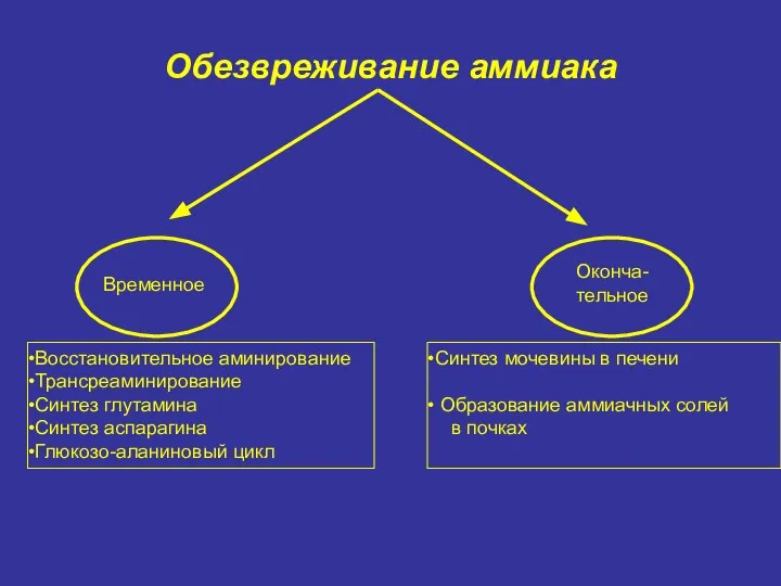 Обезвреживание аммиака Временное Оконча- тельное Восстановительное аминирование Трансреаминирование Синтез глутамина Синтез