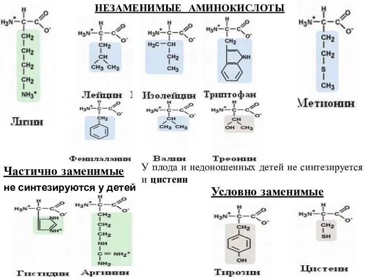 НЕЗАМЕНИМЫЕ АМИНОКИСЛОТЫ Условно заменимые Частично заменимые не синтезируются у детей У