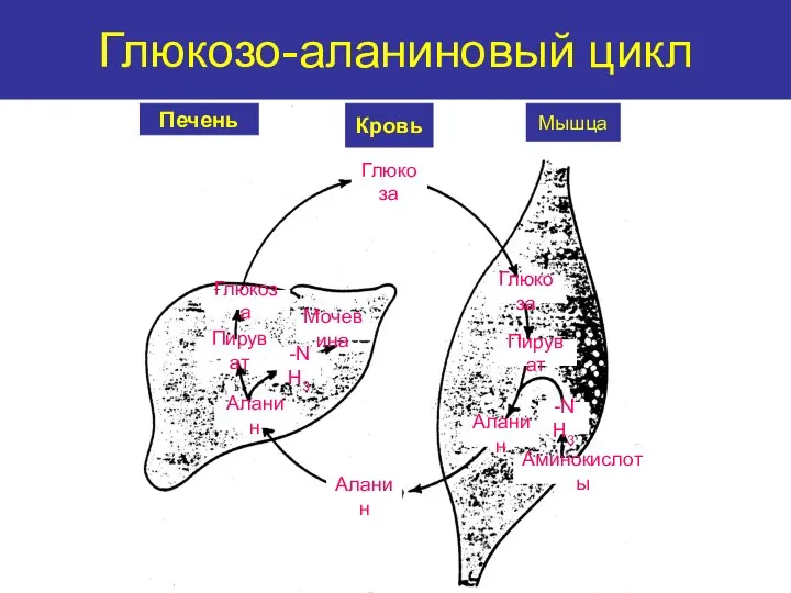 Глюкозо-аланиновый цикл Печень Кровь Мышца Глюкоза Глюкоза Пируват Аланин -NH3 Аминокислоты