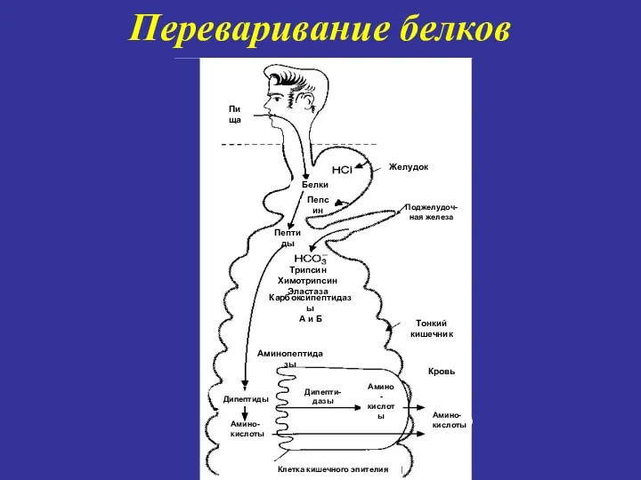 Переваривание белков Пища Желудок Белки Пепсин Пептиды Трипсин Химотрипсин Эластаза Карбоксипептидазы