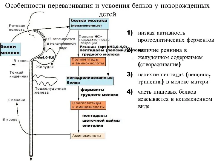 низкая активность протеолитических ферментов наличие реннина в желудочном содержимом (створаживание) наличие