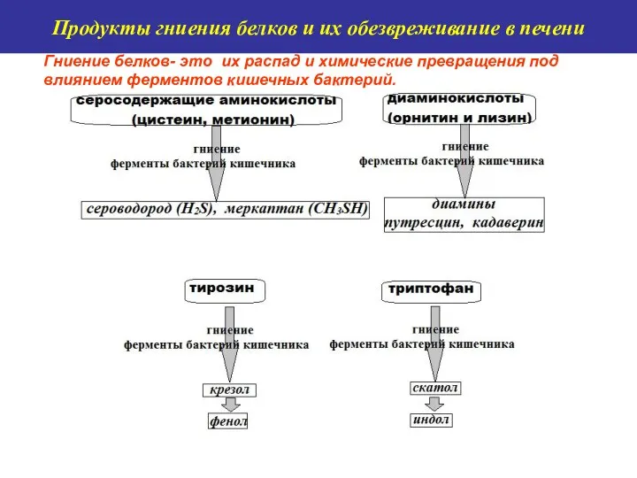 Гниение белков- это их распад и химические превращения под влиянием ферментов