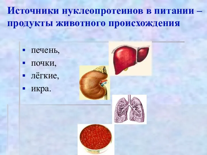 Источники нуклеопротеинов в питании – продукты животного происхождения печень, почки, лёгкие, икра.