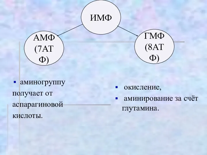 ИМФ АМФ (7АТФ) ГМФ (8АТФ) аминогруппу получает от аспарагиновой кислоты. окисление, аминирование за счёт глутамина.