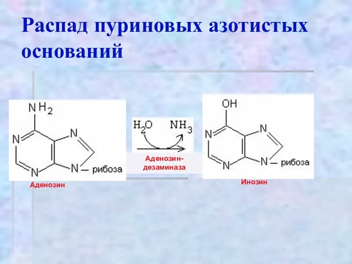Распад пуриновых азотистых оснований Аденозин-дезаминаза Аденозин Инозин