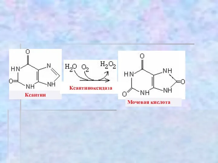 Ксантин Ксантиноксидаза Мочевая кислота