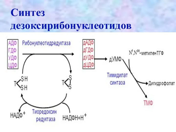 Синтез дезоксирибонуклеотидов