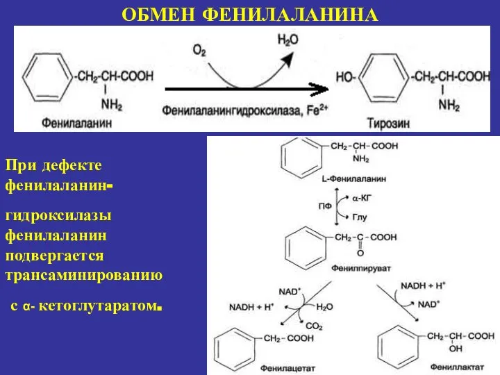 ОБМЕН ФЕНИЛАЛАНИНА При дефекте фенилаланин- гидроксилазы фенилаланин подвергается трансаминированию с α- кетоглутаратом.