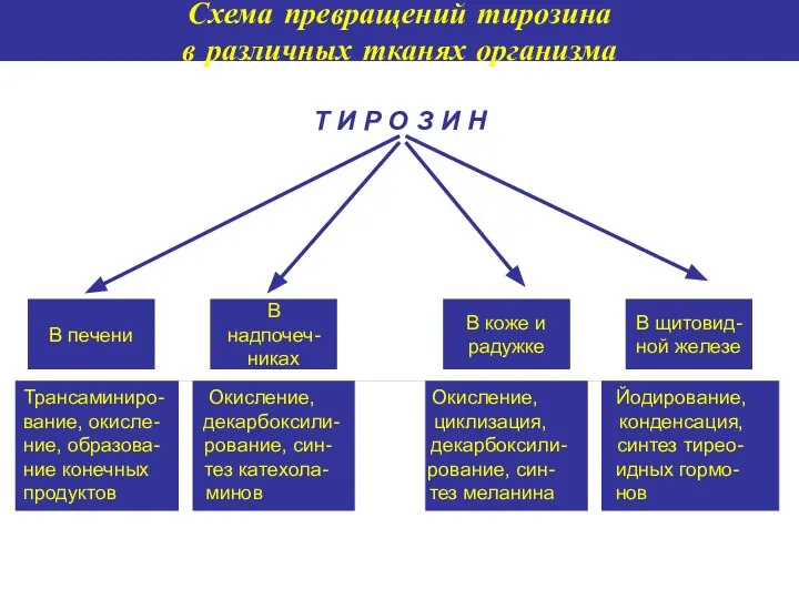 Т И Р О З И Н В печени В надпочеч-