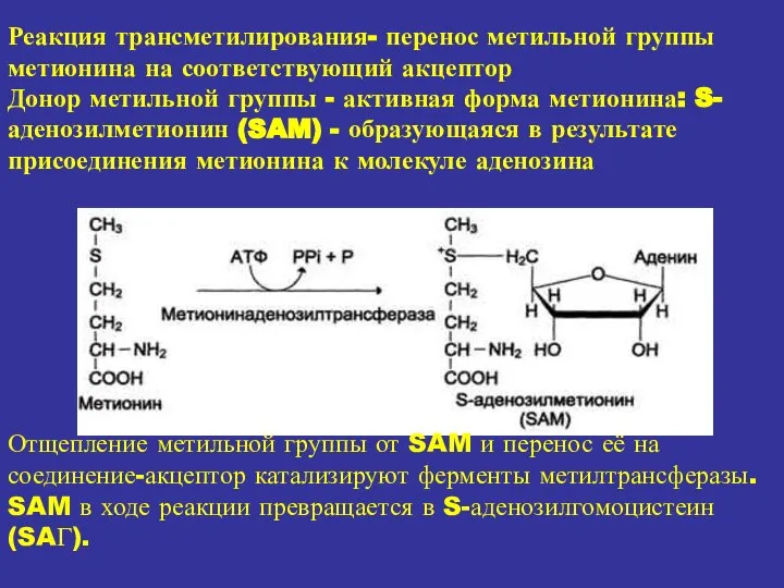 Реакция трансметилирования- перенос метильной группы метионина на соответствующий акцептор Донор метильной