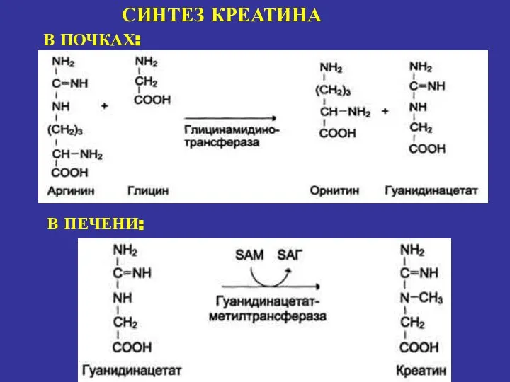 СИНТЕЗ КРЕАТИНА В ПОЧКАХ: В ПЕЧЕНИ: