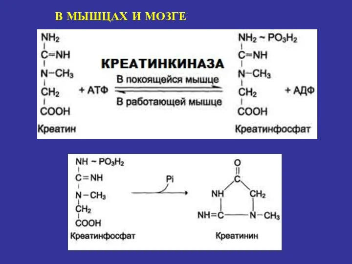 В МЫШЦАХ И МОЗГЕ