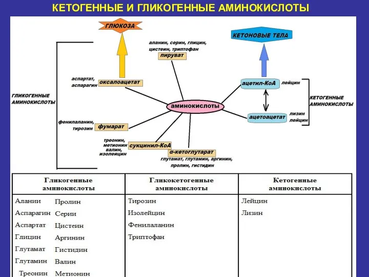 КЕТОГЕННЫЕ И ГЛИКОГЕННЫЕ АМИНОКИСЛОТЫ