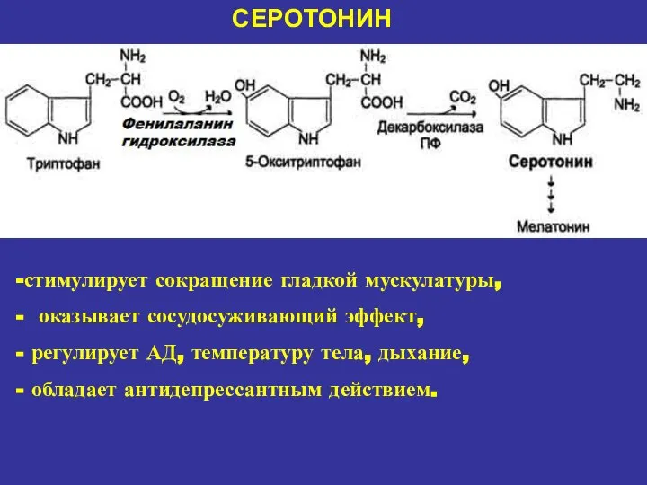 СЕРОТОНИН стимулирует сокращение гладкой мускулатуры, оказывает сосудосуживающий эффект, регулирует АД, температуру тела, дыхание, обладает антидепрессантным действием.