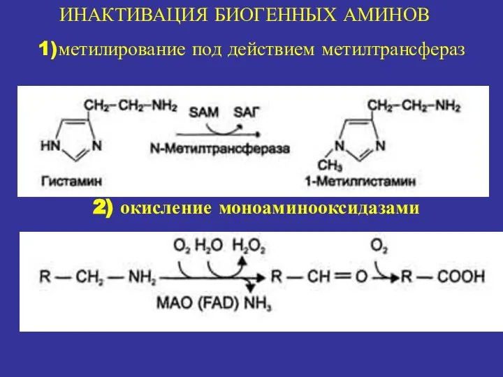 ИНАКТИВАЦИЯ БИОГЕННЫХ АМИНОВ 1)метилирование под действием метилтрансфераз 2) окисление моноаминооксидазами