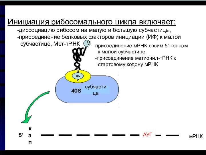 Инициация рибосомального цикла включает: -диссоциацию рибосом на малую и большую субчастицы,